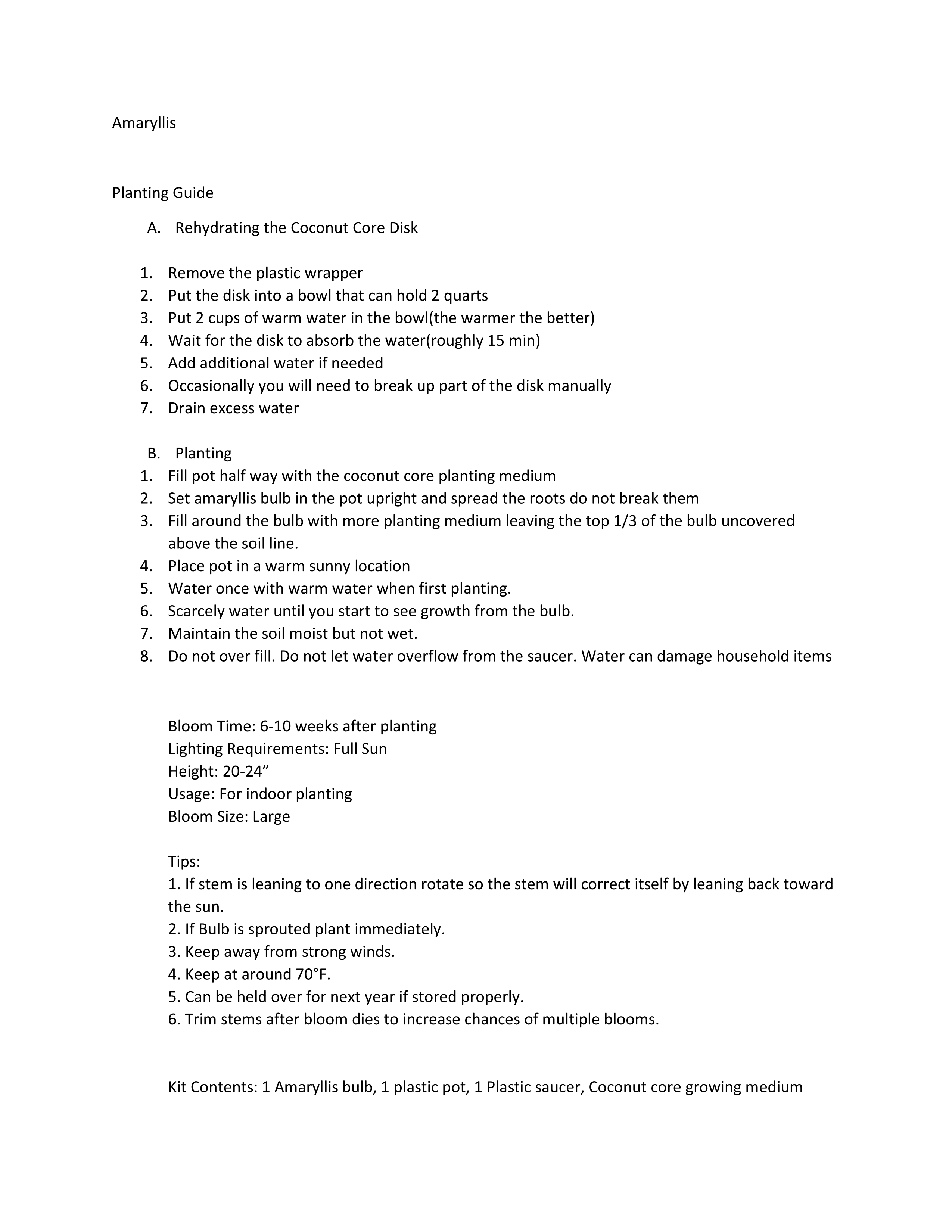 Red Lion Amaryllis Bulb in a Red Ceramic Pot, With a Burlap Sack, a Red Ribbon and a Professional Growing Medium