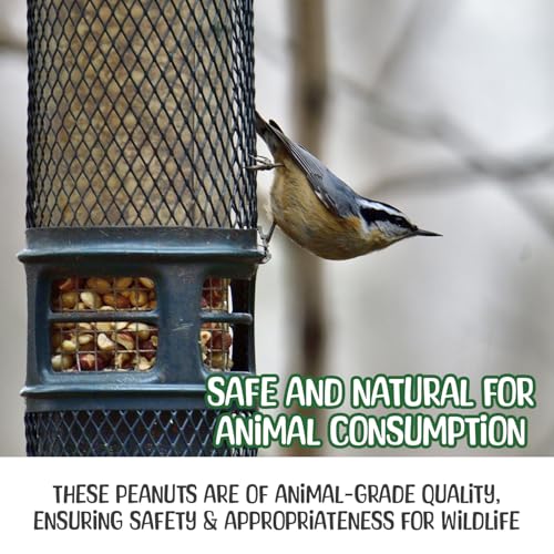 Premium Quality Raw Peanuts in Shell - 8 Pounds – All-Natural Food for Squirrels, Deer, Birds, and Other Wildlife Animals – Grown in The USA for Healthy Nutrition
