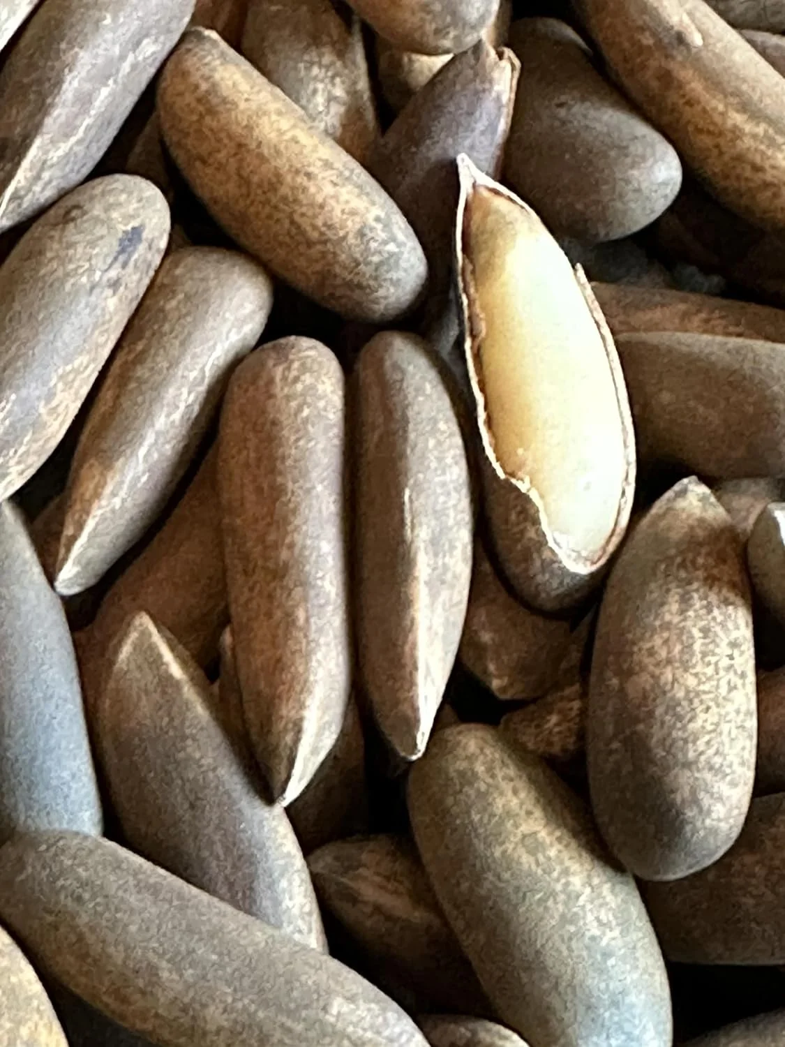 AFGHAN PINE NUT CHILGOZA PREMIUM FRESHLY ROASTED TO PERFECTION