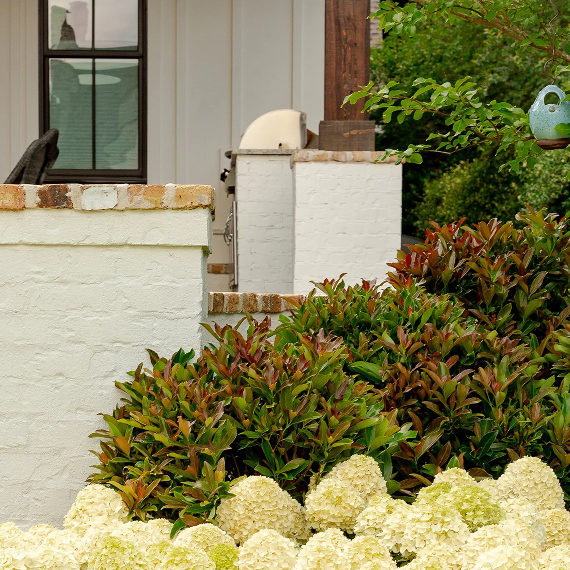 Southern Living Plant Collection Viburnum Copper Top Live Shrub (2 Gallon)