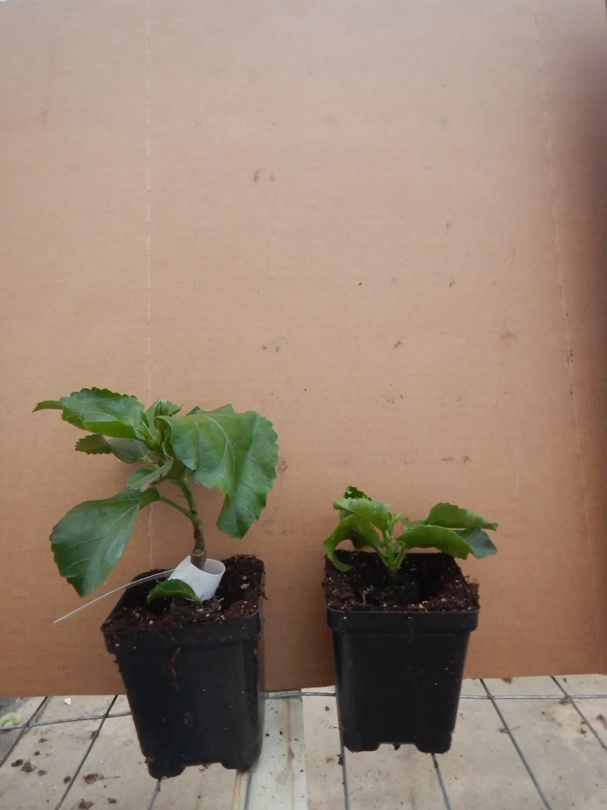 BLACK RAINBOW**SMALL Rooted Tropical Hibiscus STARTER Plant*Ships Bare Root