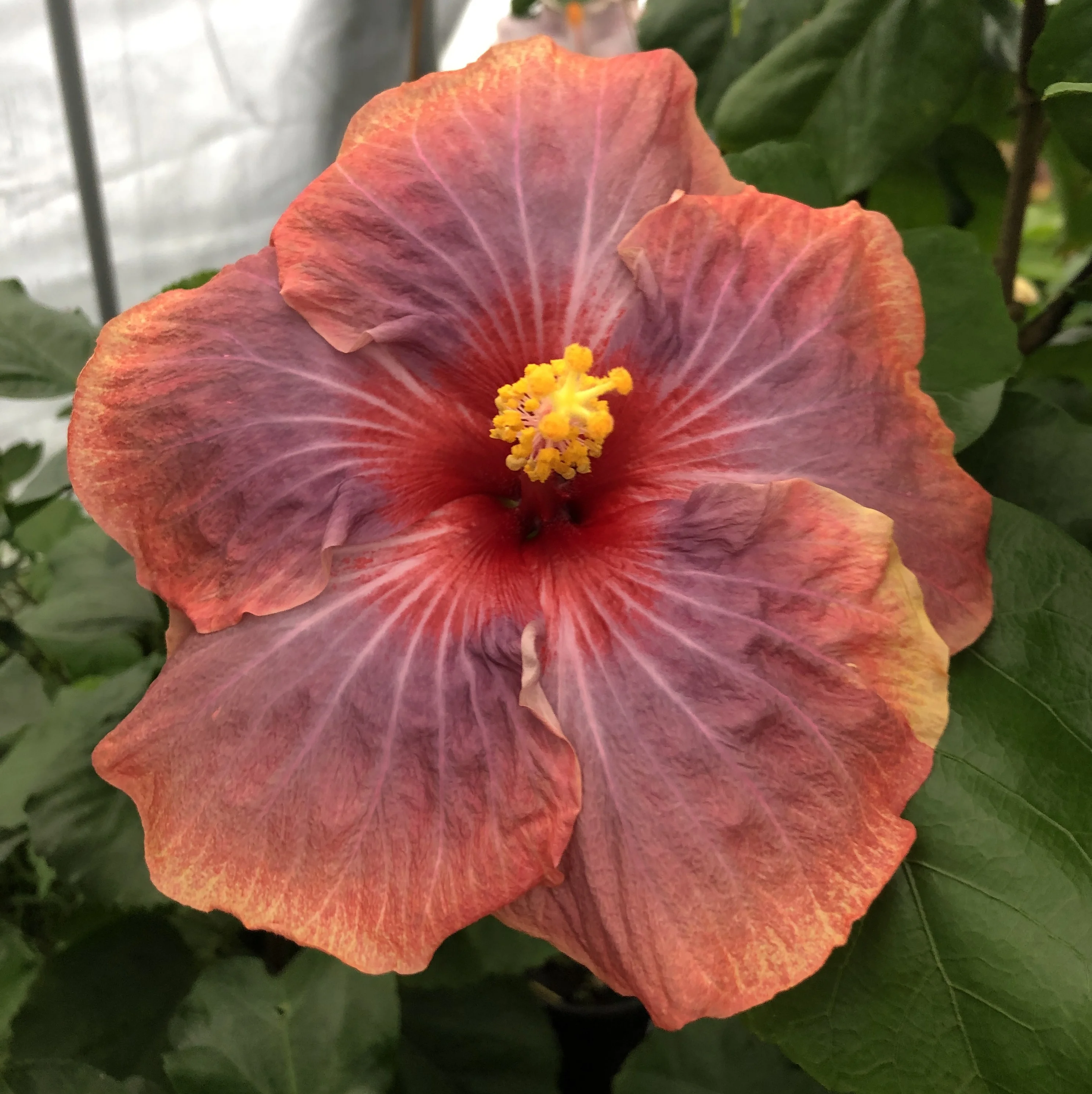 Texas Sunset - Exotic Tropical Hibiscus Live Plant in 4