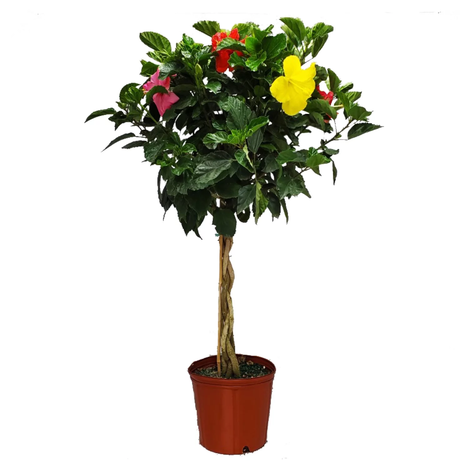 Tropical Plants of Florida 36" to 42" Braided 3 to 4 Mixed Color Hibiscus Tree; Full Sunlight