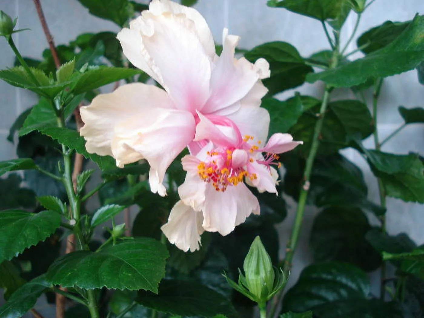 PRIDE OF HANKINS WHITE*Rooted Tropical Hibiscus Starter Plant*Triple WHITE Bloom