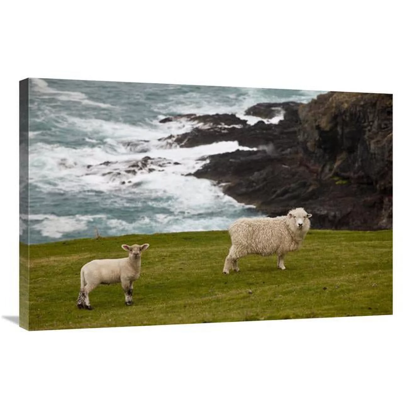 24 x 36 in. Domestic Sheep & Lamb Near Cliff Edge, Stony Bay, Banks Peninsula, Canterbury, New Zealand Art Print - Colin Monteath