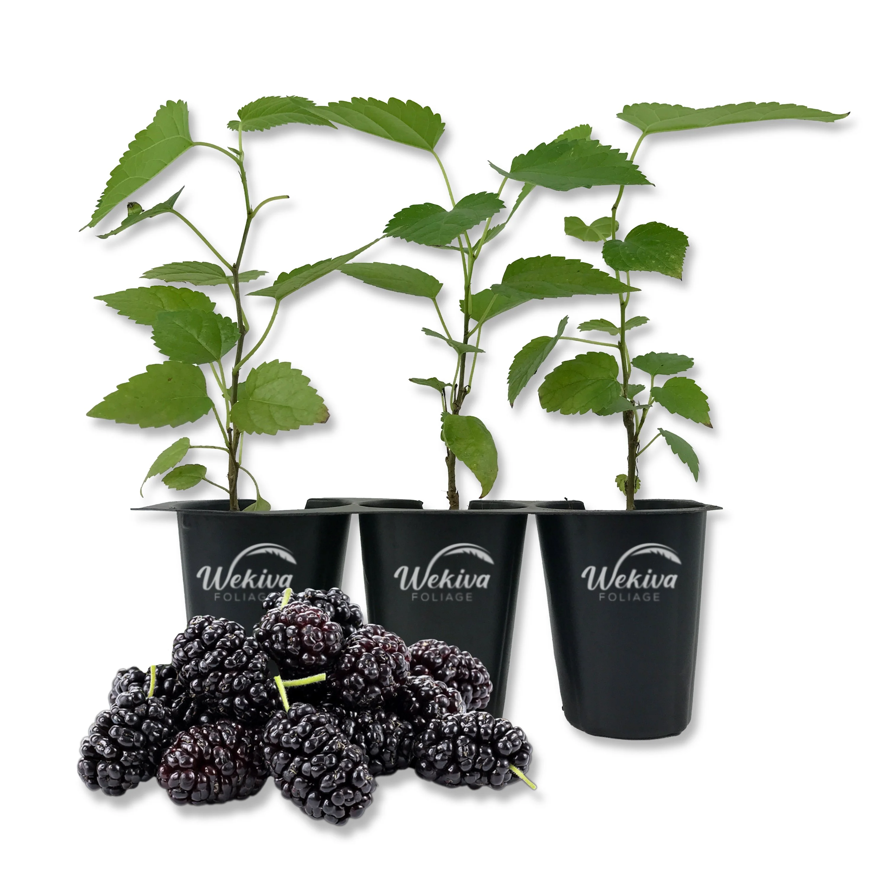 Dwarf Everbearing Mulberry Tree - 3 Live Tissue Culture Starter Plants - Edible Fruit Tree for The Patio and Garden