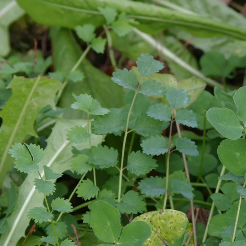 Whitetail Institute Imperial Extreme Perennial Deer Food Plot Seed, 5.6 Pounds