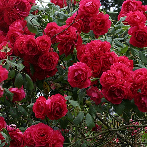 Heirloom Roses Red Climbing Rose Plant - Blaze Rose Bush, Live Roses Plant for Planting Outdoors