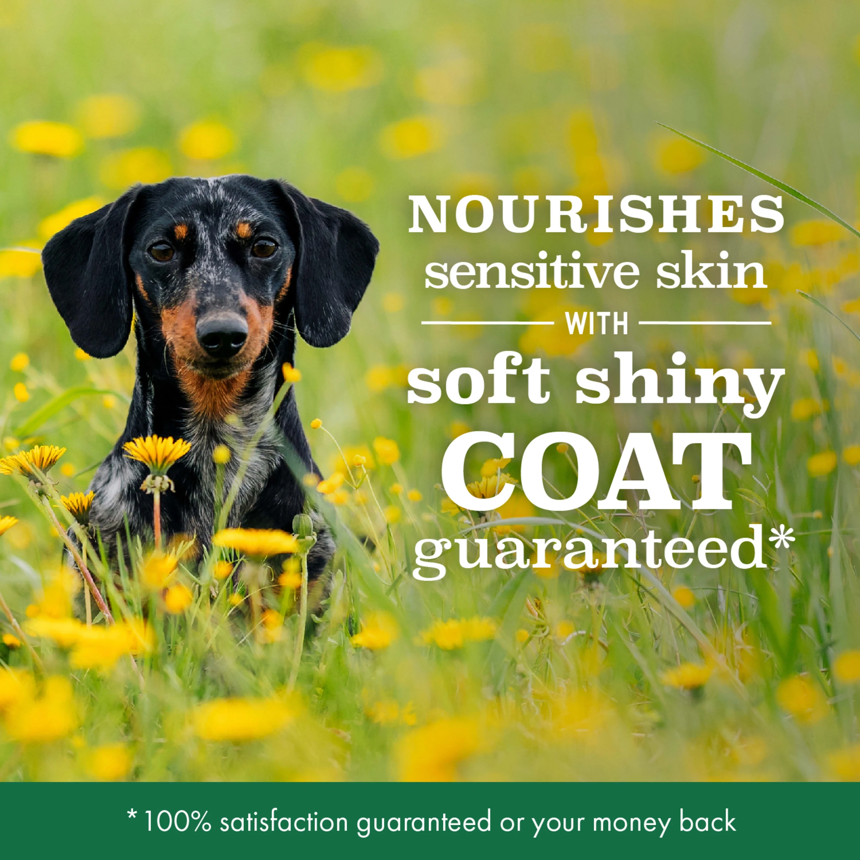 Nutro Limited Ingredient Diet Small Bites Adult Dry Dog Food, Lamb & Sweet Potato, 22 Lb. Bag