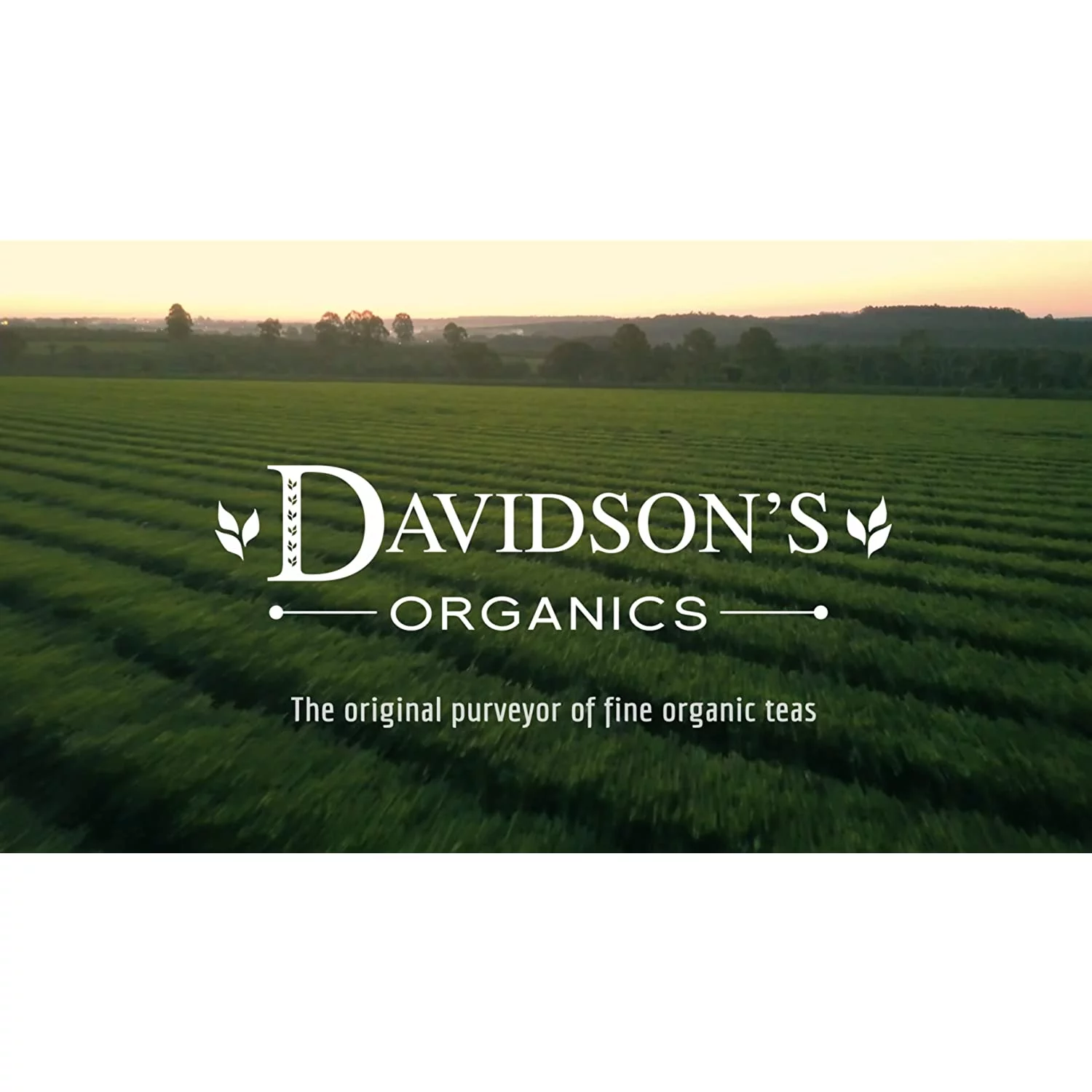 Davidsons Tea Spiced Pear, 100-Count Tea Bags