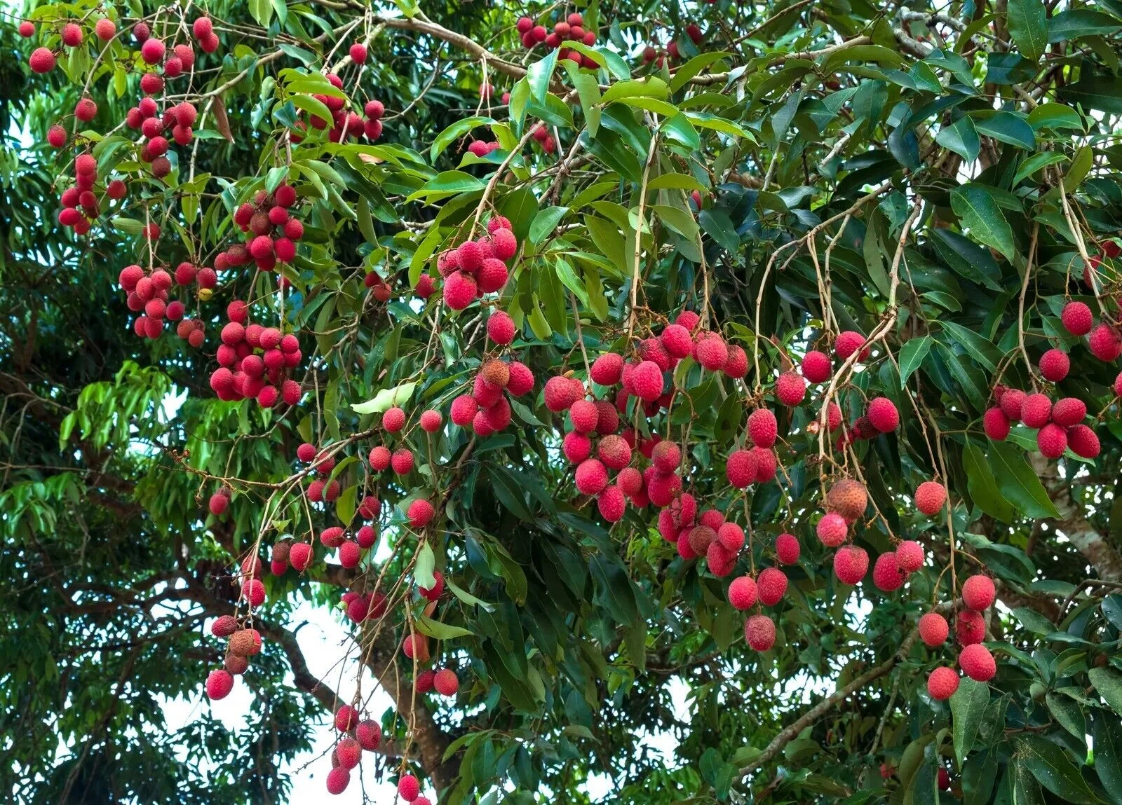 1 Lychee fruit tree , sweet Litchi tropical exotic EDIBLE fruits ,trái vải