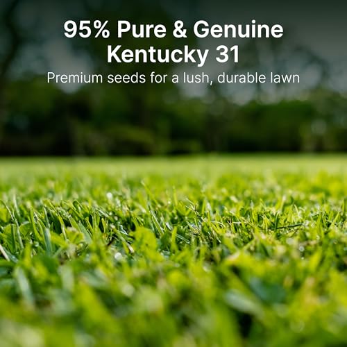 Kentucky 31 K31 Tall Fescue Grass Seed, 5 lbs - Drought Tolerant, Hardy & Abuse Tolerant, Excellent Forage, Pure Seed, Genuine KY31 Seeds, Weed Free, Hunting, Attractive to Deer and Elk