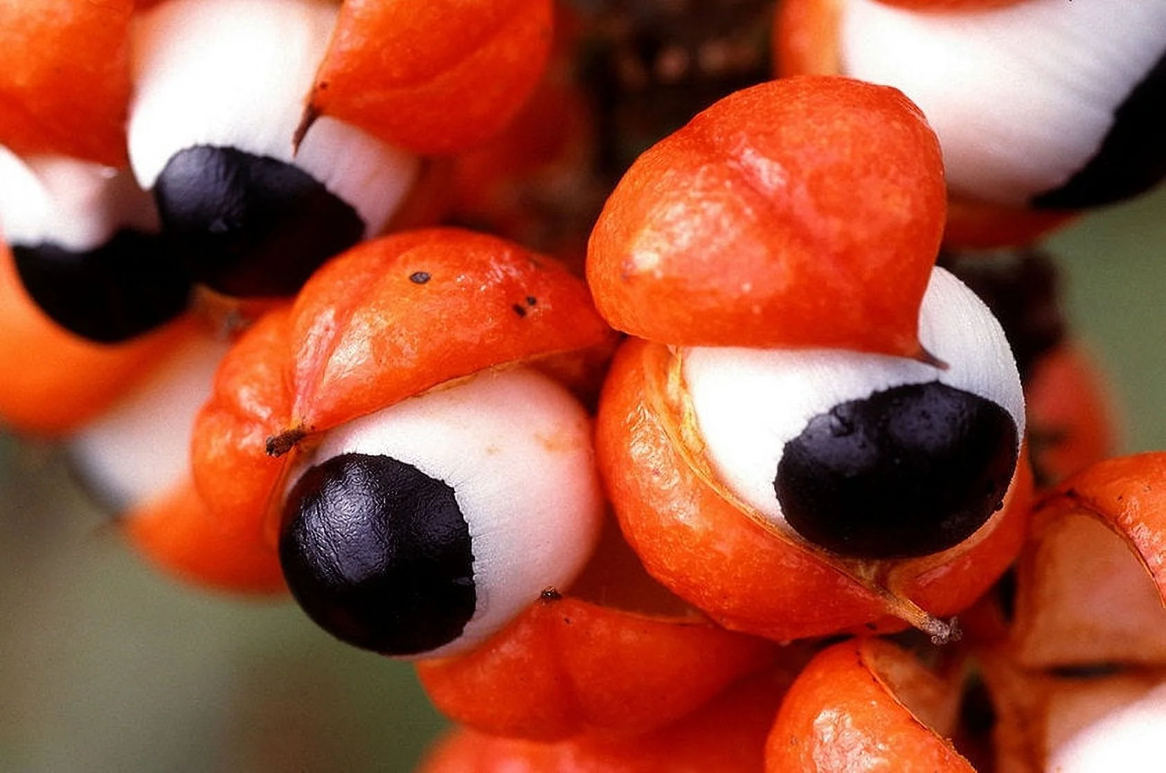 Guarana - Paullinia cupana