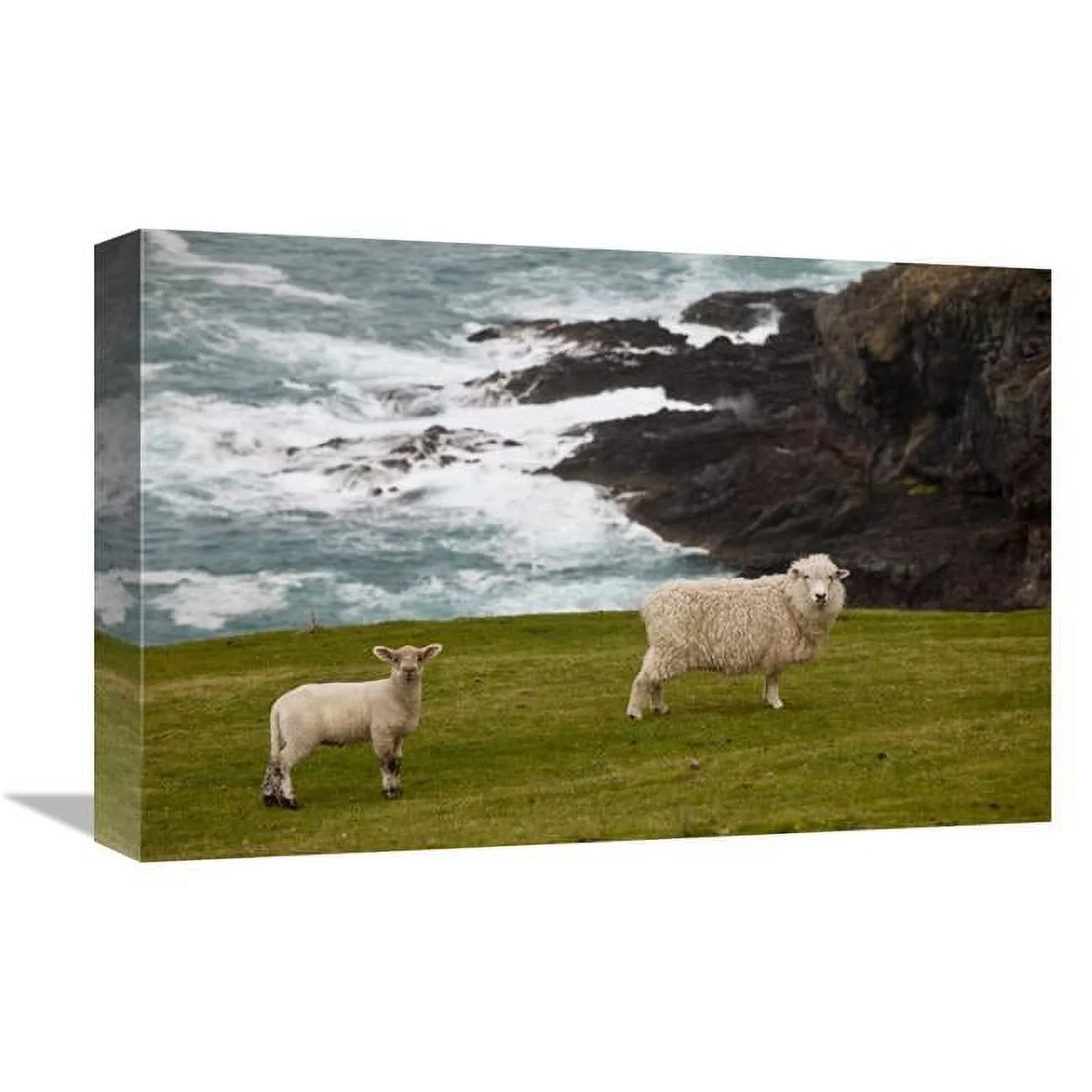 12 x 18 in. Domestic Sheep & Lamb Near Cliff Edge, Stony Bay, Banks Peninsula, Canterbury, New Zealand Art Print - Colin Monteath