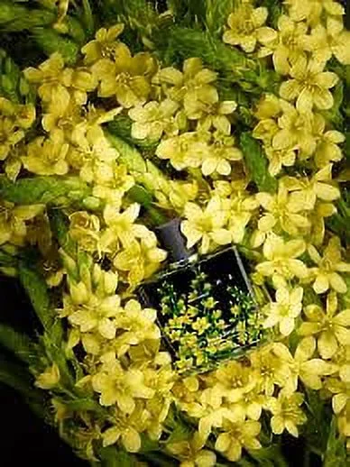 Nest New York Fragrances Citrine Perfume Eau de Parfum, 3.4 Fl oz / 100 Ml