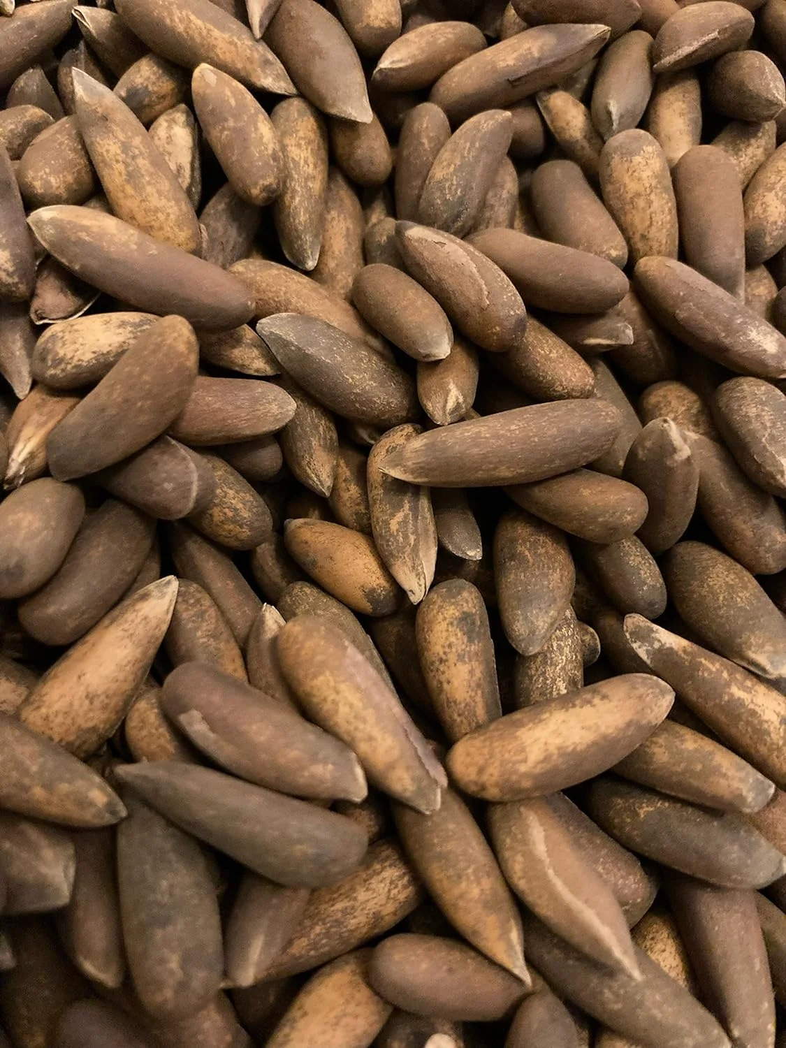 AFGHAN PINE NUT CHILGOZA PREMIUM FRESHLY ROASTED TO PERFECTION