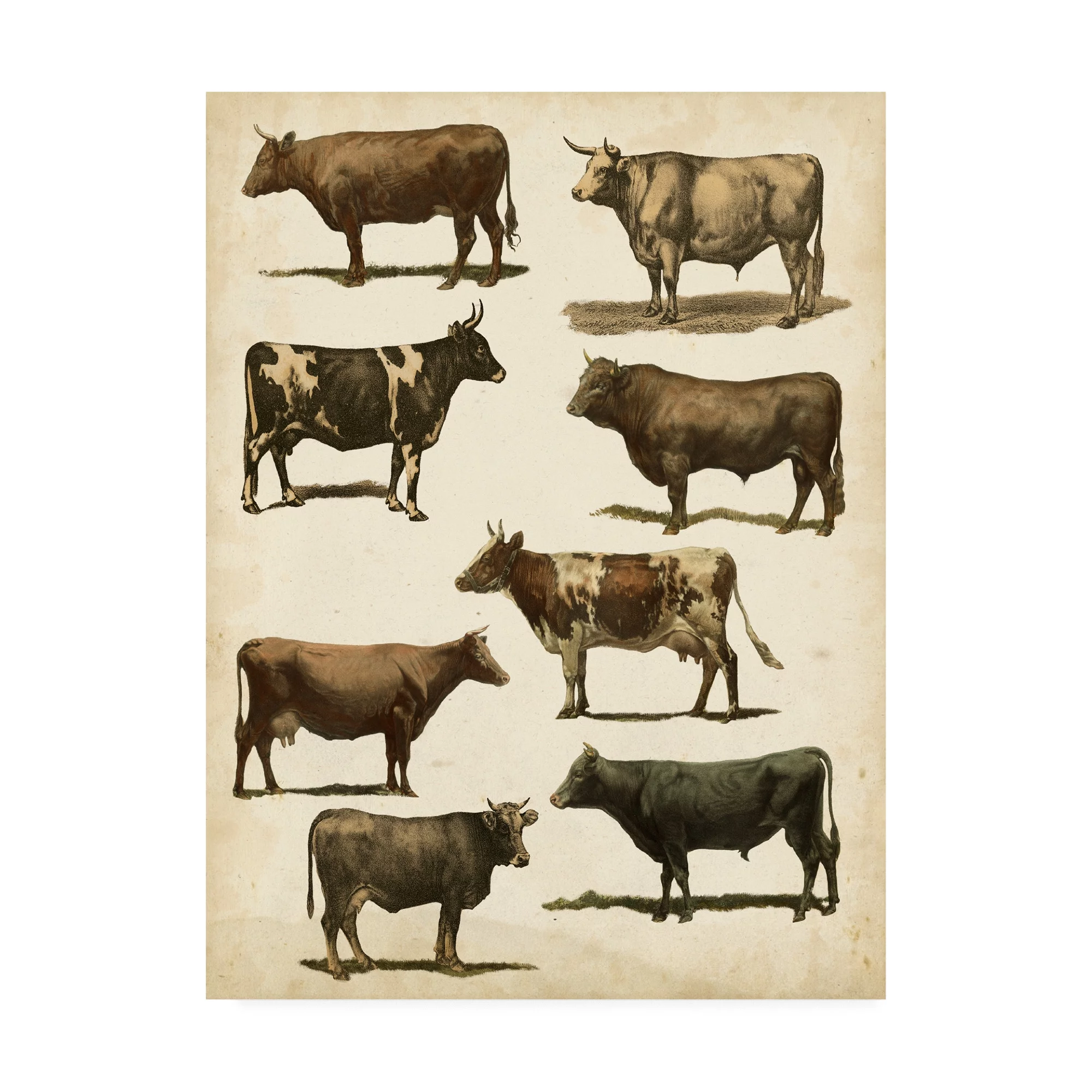 Trademark Fine Art 'Antique Cow Chart' Canvas Art by Vision Studio
