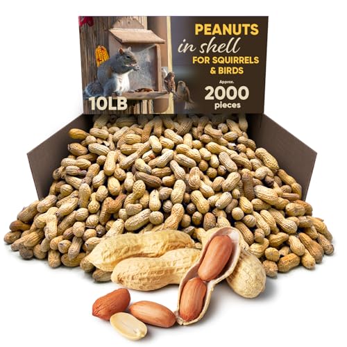 CHAIN & JO SWEETS Peanuts for Squirrels – Roasted Unsalted Peanuts in Shell Bulk 10LB Approx 2,000 Pieces – Ideal Food for Birds, Squirrels & Humans