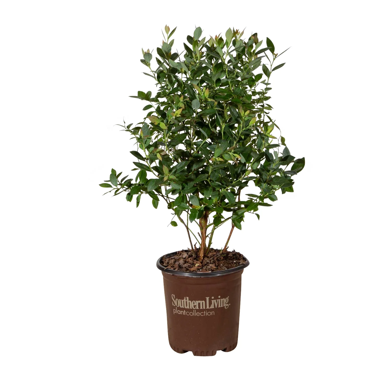 Hello Darlin® Blueberry (2.5 Quart) Fruit-Bearing Deciduous Shrub - Full Sun Live Outdoor Plant