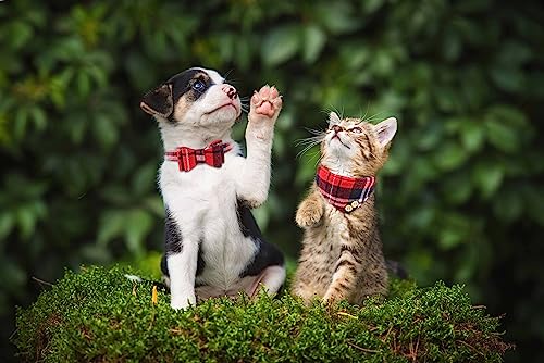 3 PCS Puppy Collar and Leash Set Dog Collars for Small Dogs Dog Bow Tie with Bell Puppy Bandana Leather Dog Collar for Small Dogs Puppies and Cats(Blue)