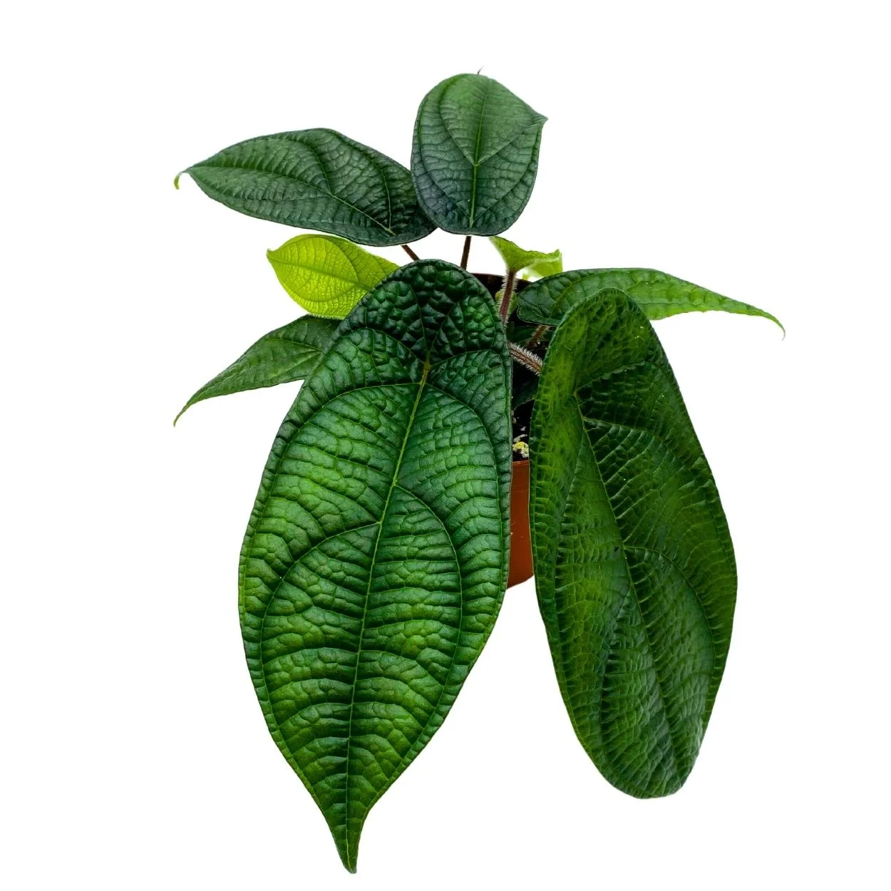 Piper Silver Flecks, 4 inch, Miniature Leaf Rare Piper Silver Flek Variegated