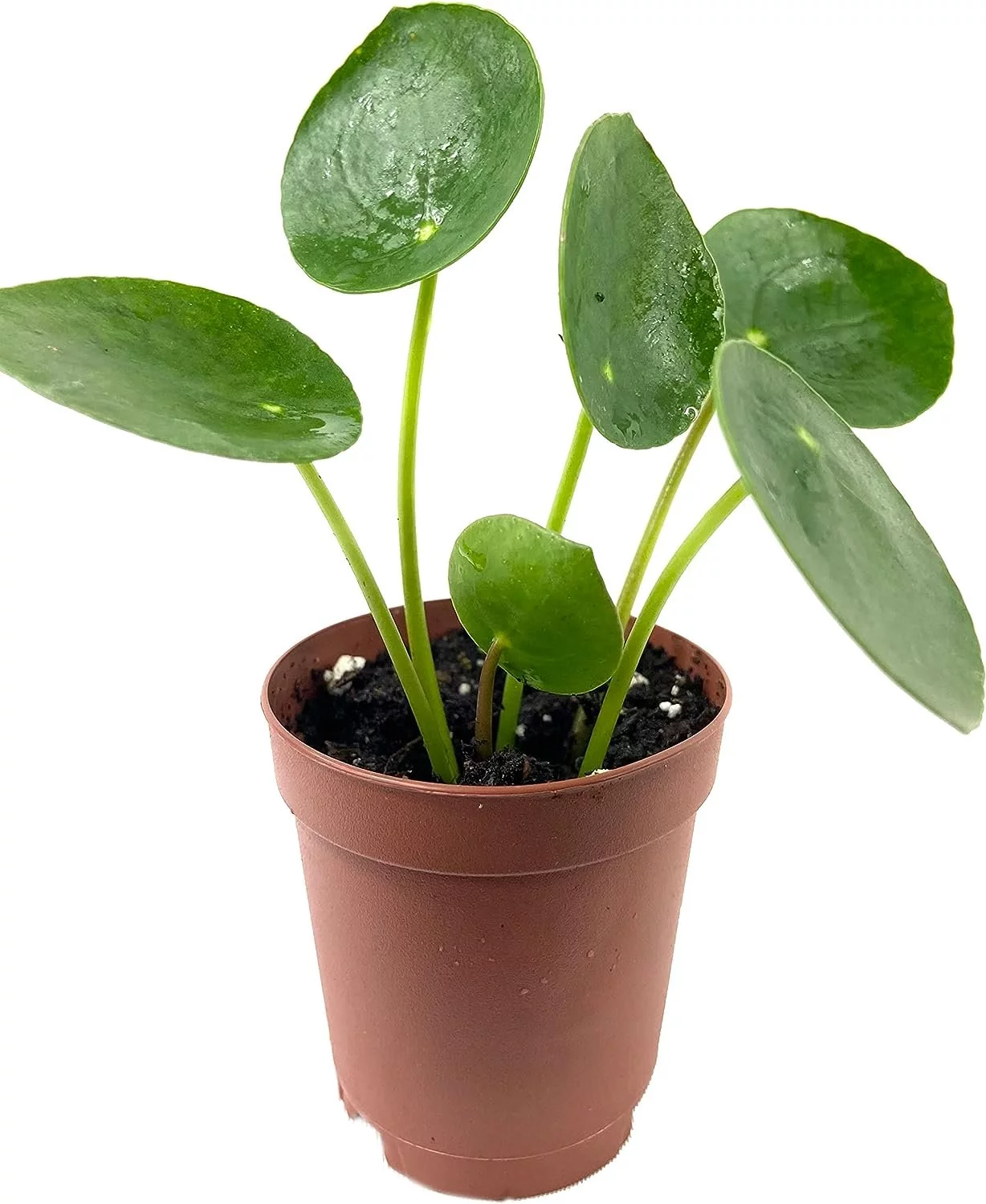 Chinese Money Plant - 1 Live Starter Plant - Pilea Peperomioides - Rare and Elegant Indoor Houseplant