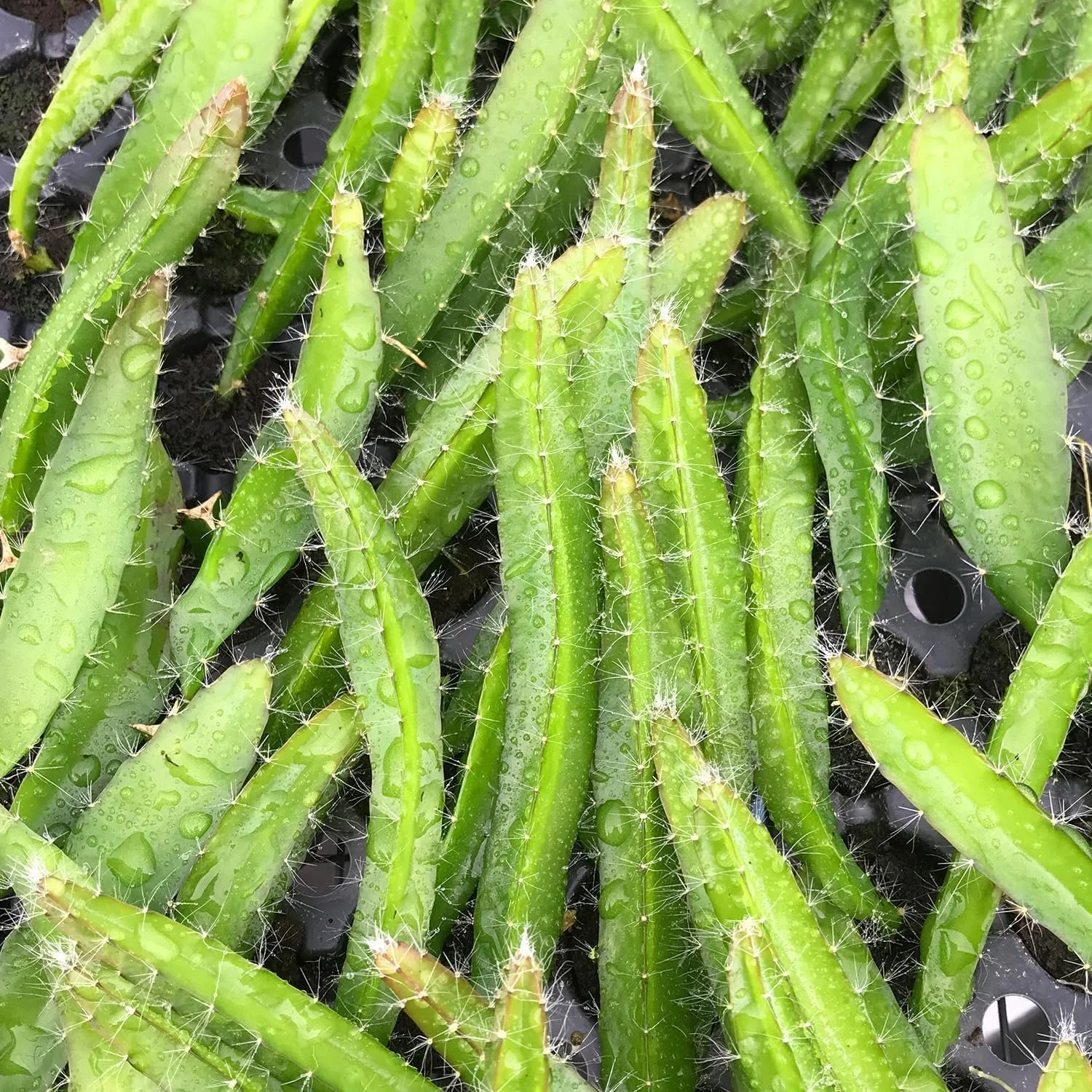 Tropical Fruit Variety Pack - 4 Live Exotic Starter Plants - One Each of Passion Fruit, Fig Tree, Dragon Fruit, and Pineapple - Starter Plants for Your Edible Garden