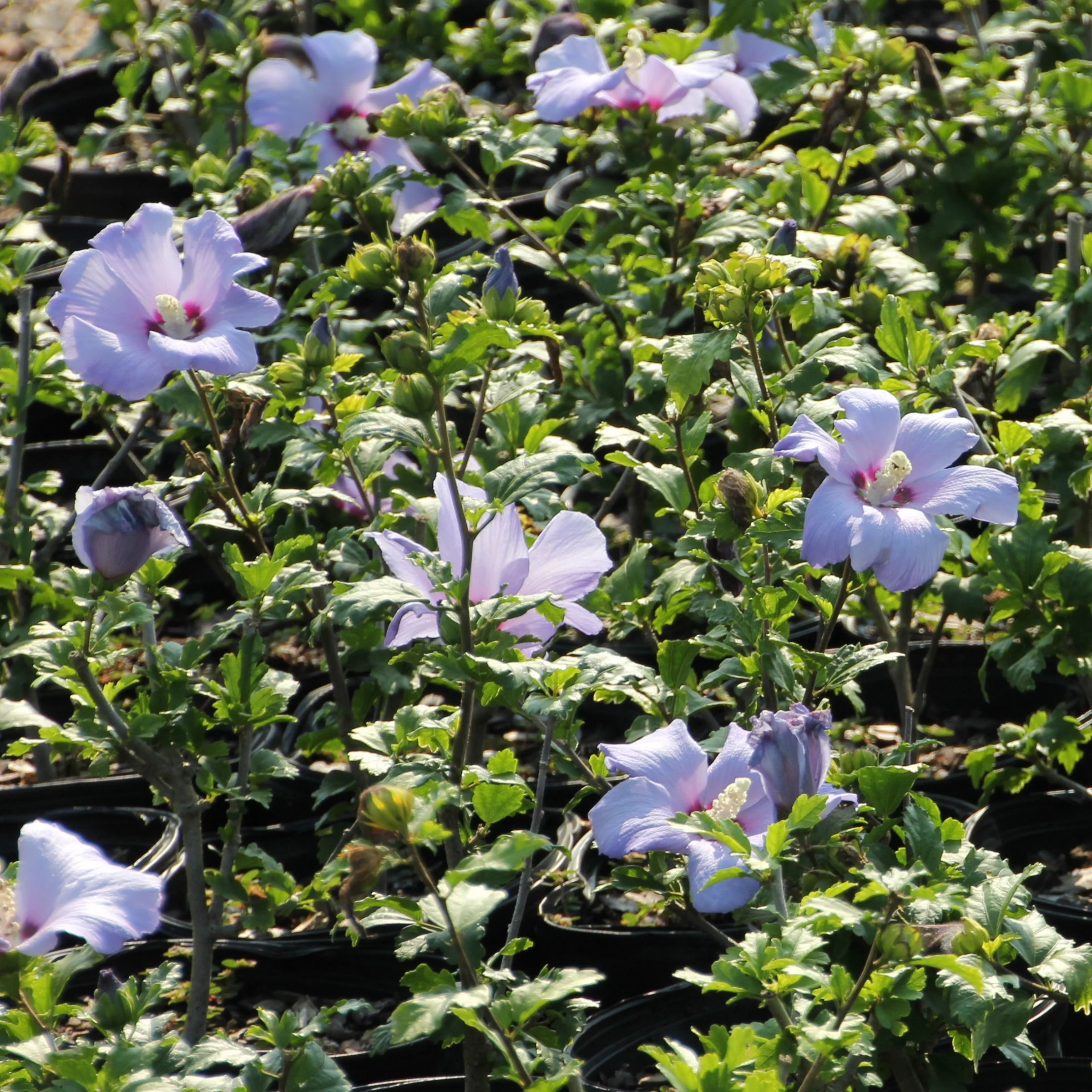 1G Hibiscus Bluebird in Grower Container -1 Piece
