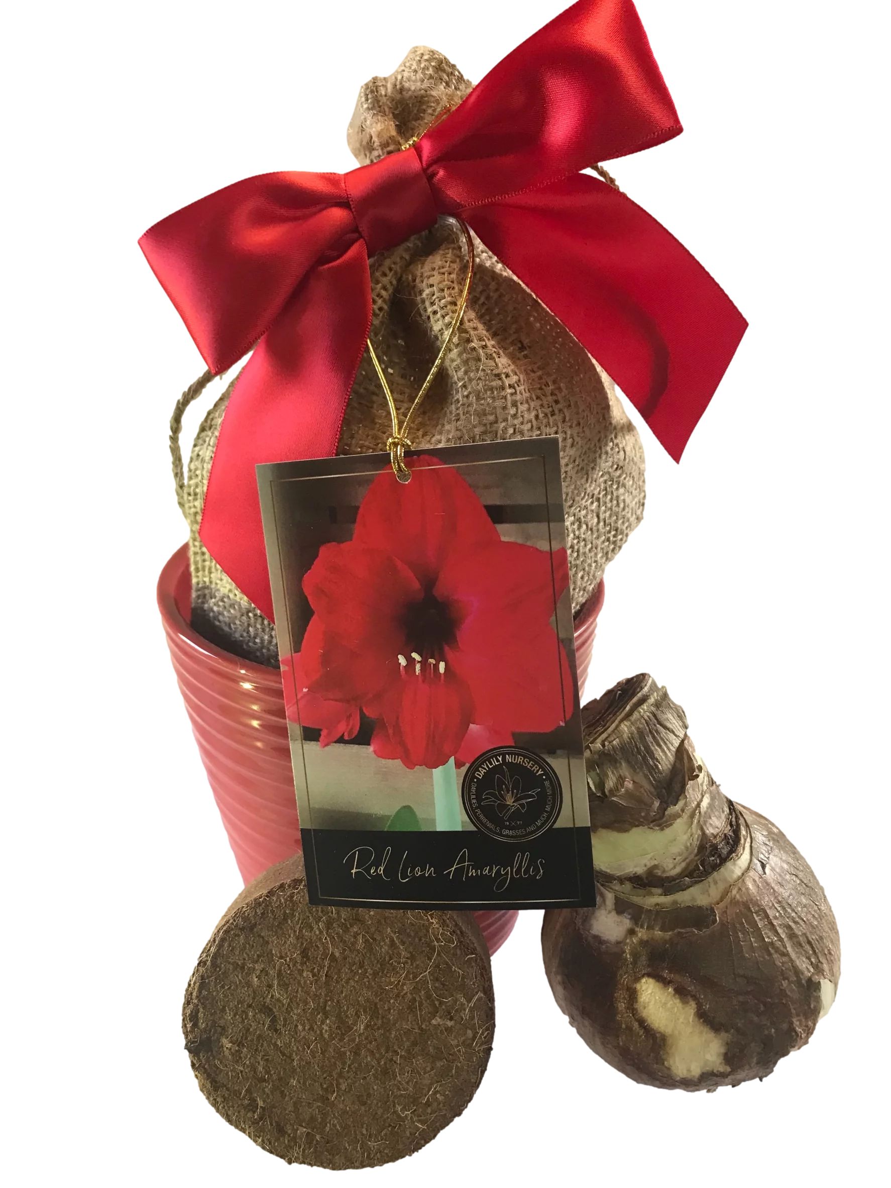 Red Lion Amaryllis Bulb in a Red Ceramic Pot, With a Burlap Sack, a Red Ribbon and a Professional Growing Medium