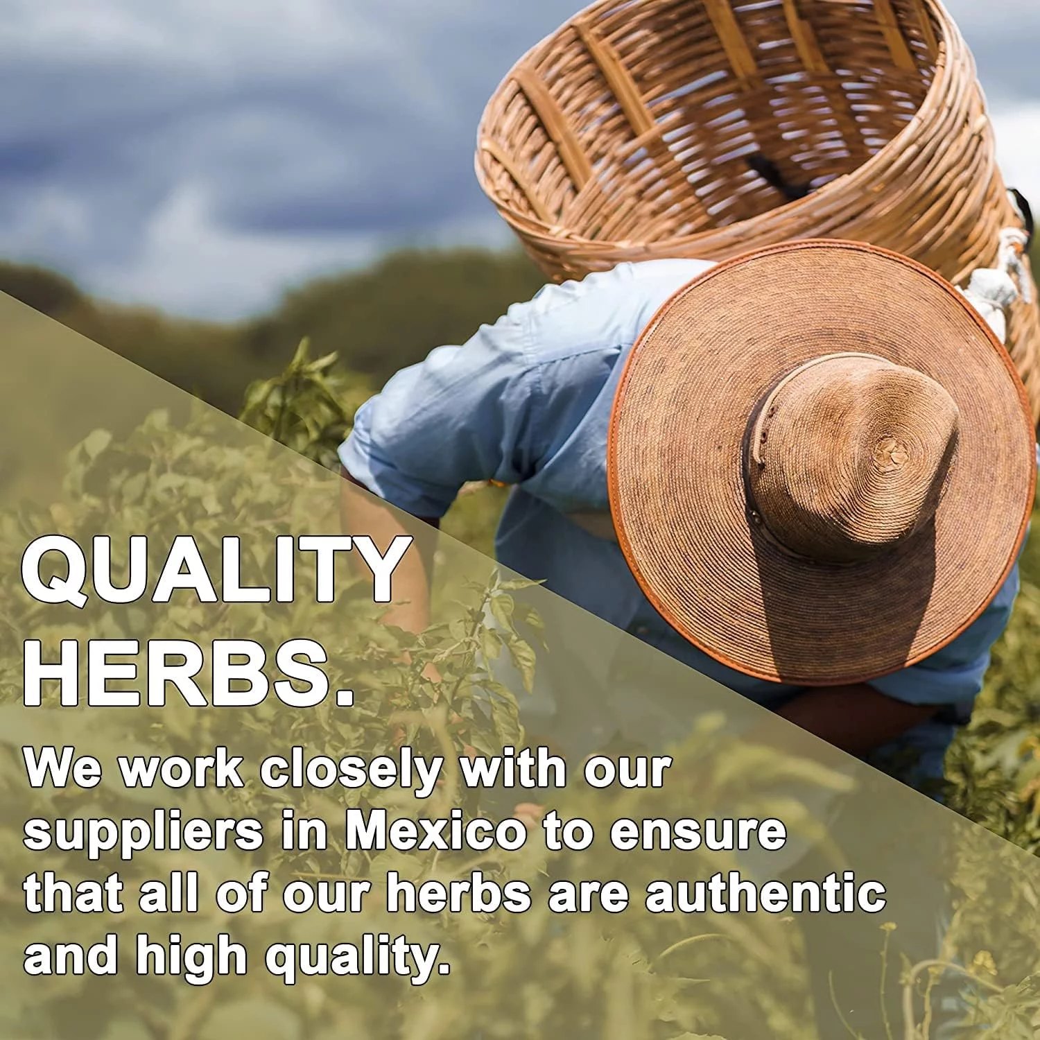 Hoja De Aguacate - Avocado Leaf - 2 Oz. - Great For Cooking Mexcian Dishes, Persea , Avocado, Avocatier, Aguacate- Resealable Stand Up Pouch To Ensure Freshness!