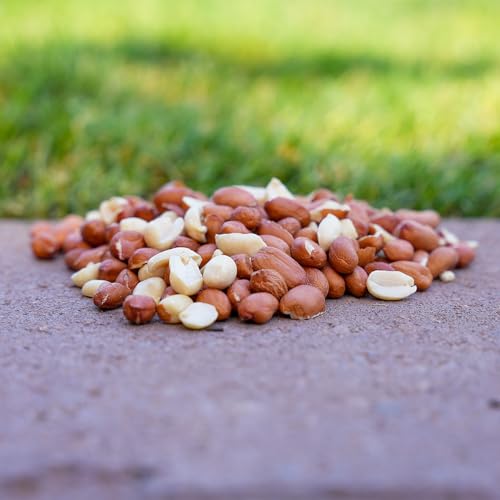 Desert Valley Shelled Peanuts, All Natural Premium Wild Bird and Wildlife Food for Squirrels, Cardinals, Jays and More (10 Pounds)