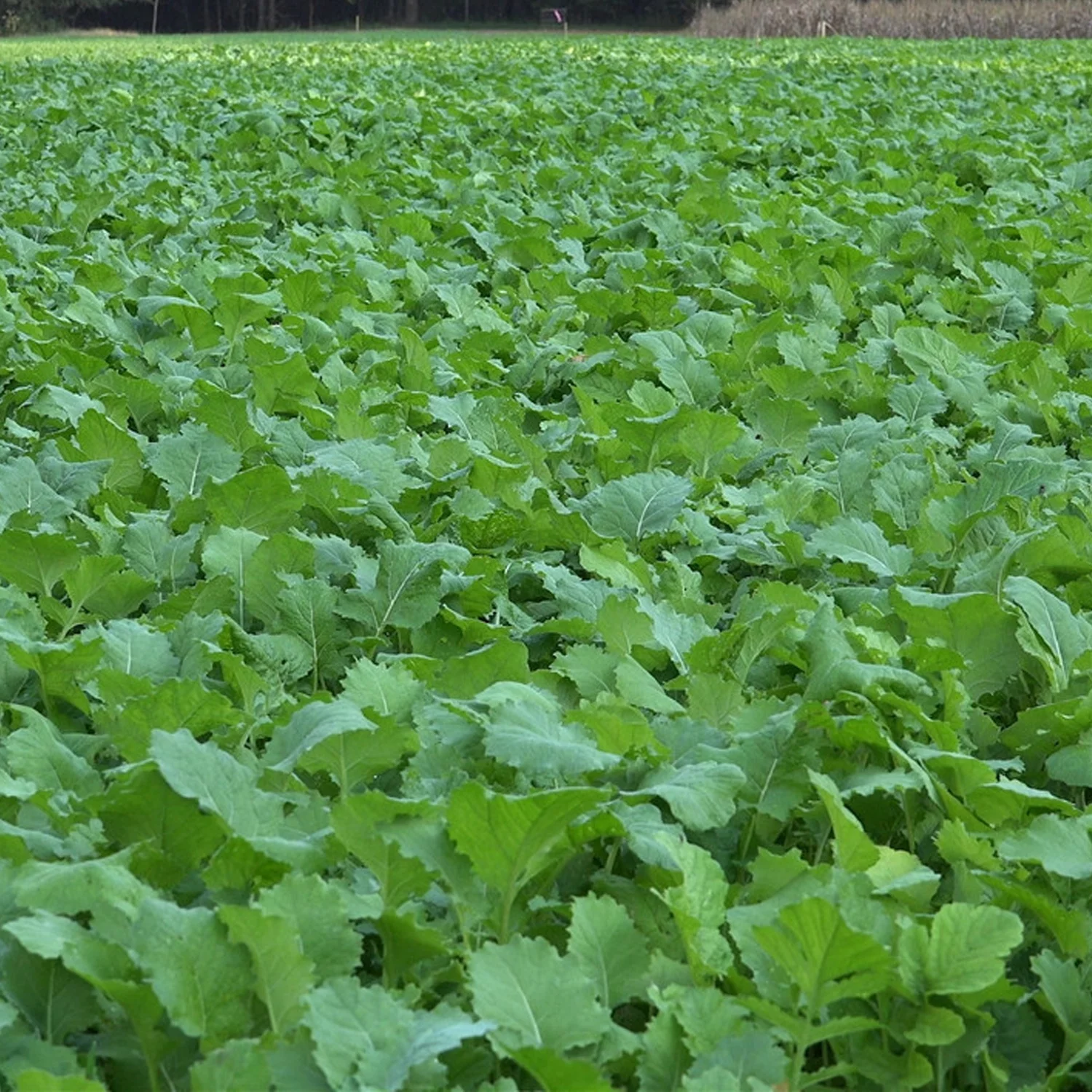 Whitetail Institute Beet & Greens Kale Radish Deer Attractant Food Plot Seed