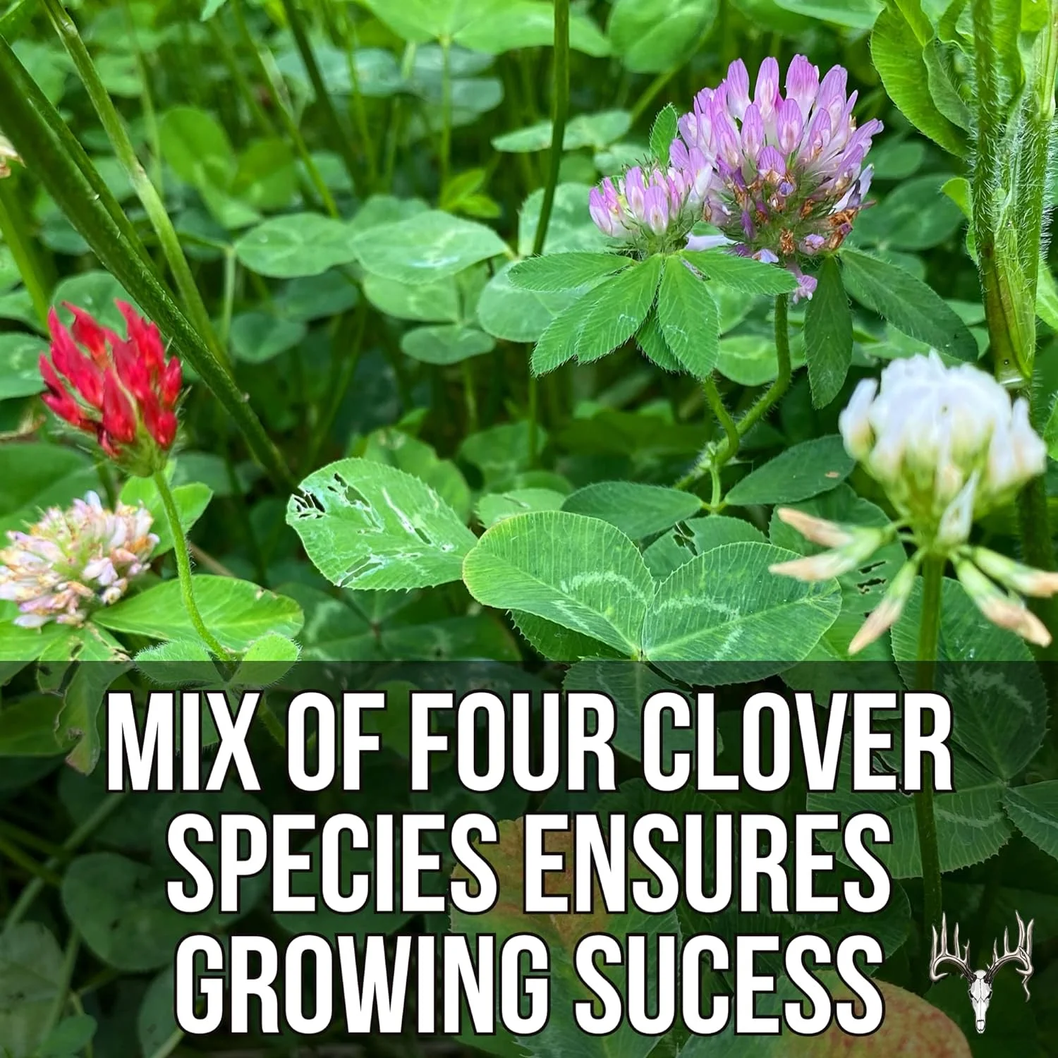 Crooked Bend Four Clover Combo Blend, 25LB Bulk, Perennial Food Plot Seed, Pheasant, Duck, Dove, Wildlife, Rabbit, Elk, & Wild Turkey Attractant, Grow Ground Cover & Whitetail Deer Hunting Food Plots