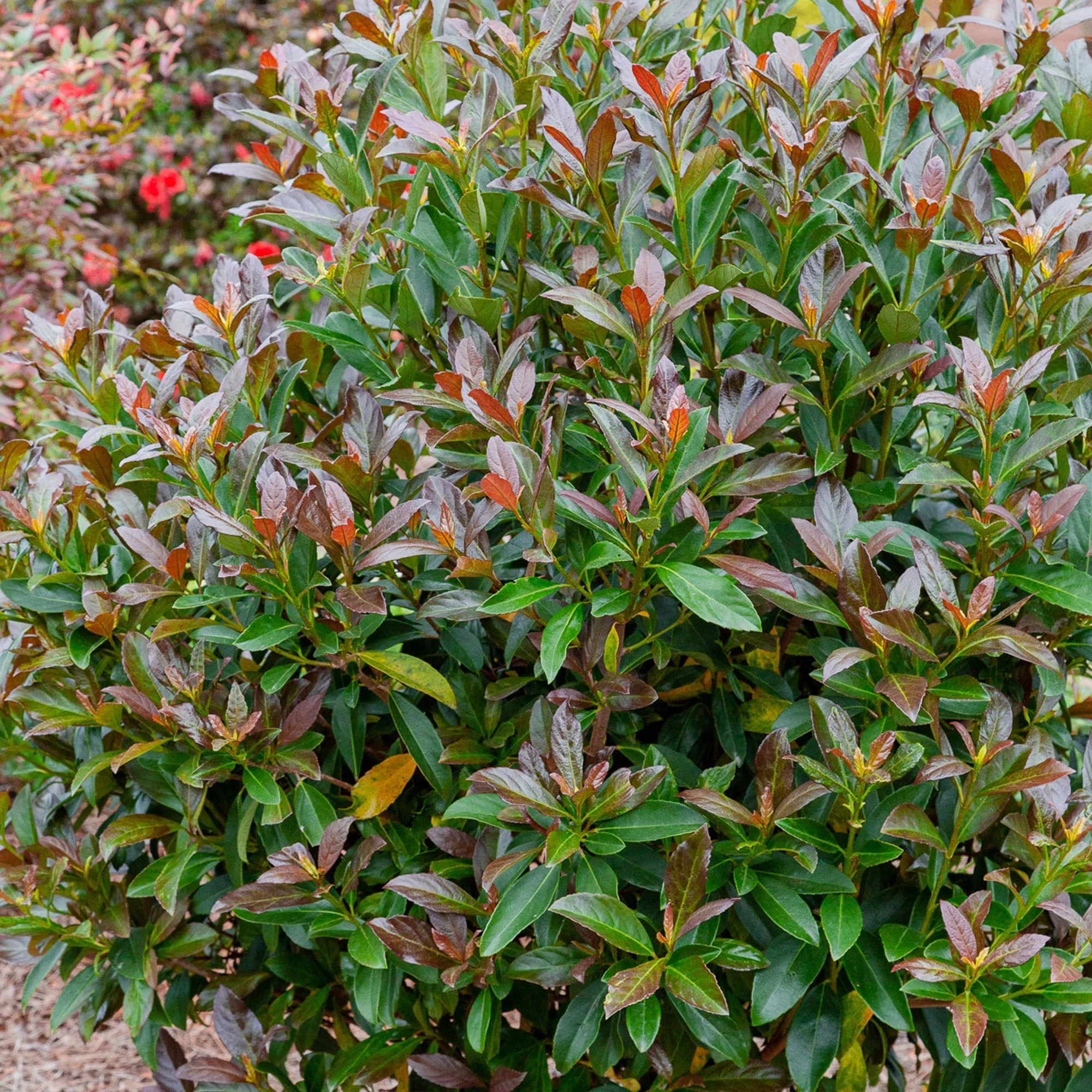 Southern Living Plant Collection Viburnum Copper Top Live Shrub (2 Gallon)