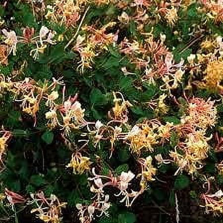 Jasmine Honeysuckle Fragrance Oil 16 Oz Bottle Premium Grade For Candle And Soap Making By Midway Mercantile