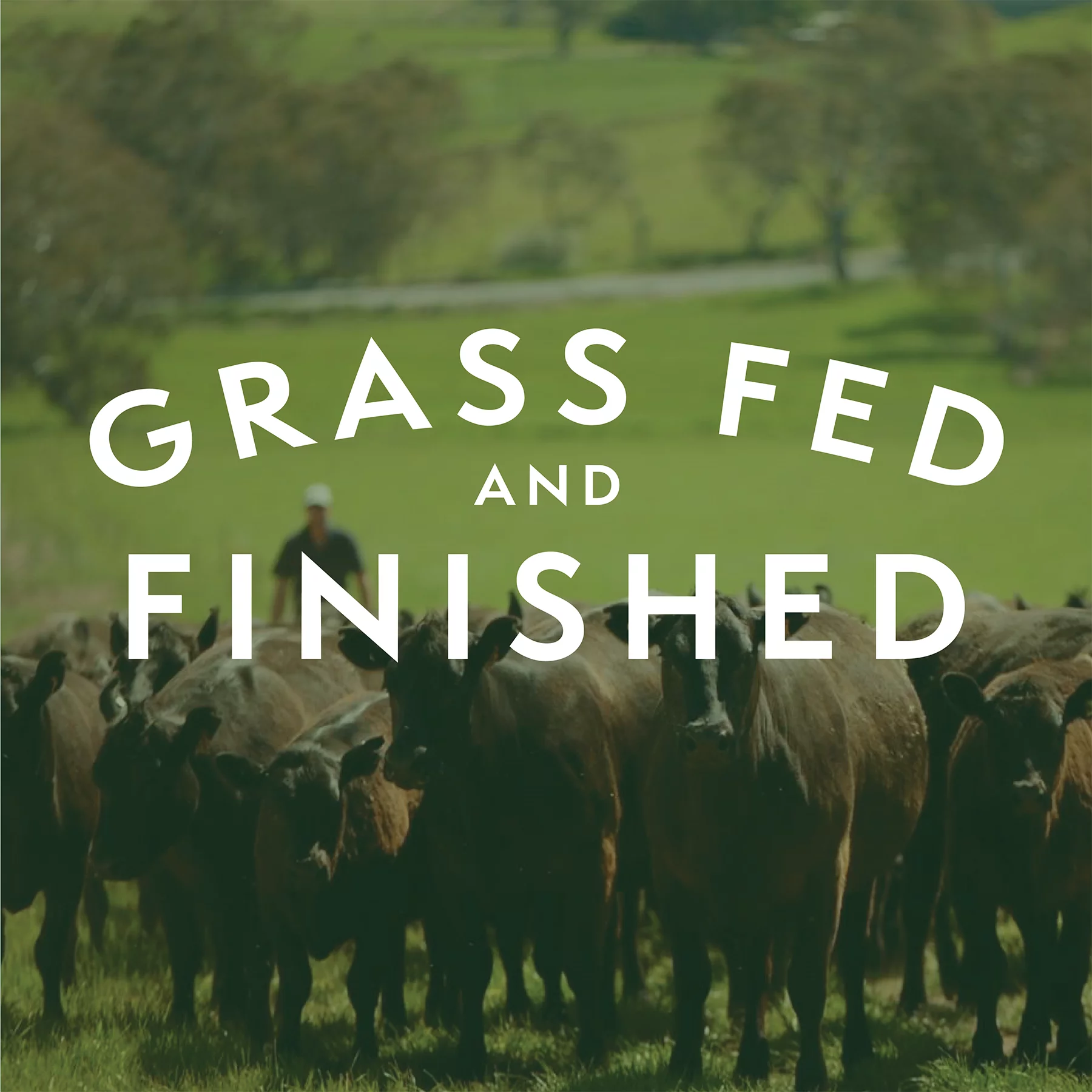 Thomas Farms Grass Fed Ground Beef 85/15, Twelve 1lb Packages