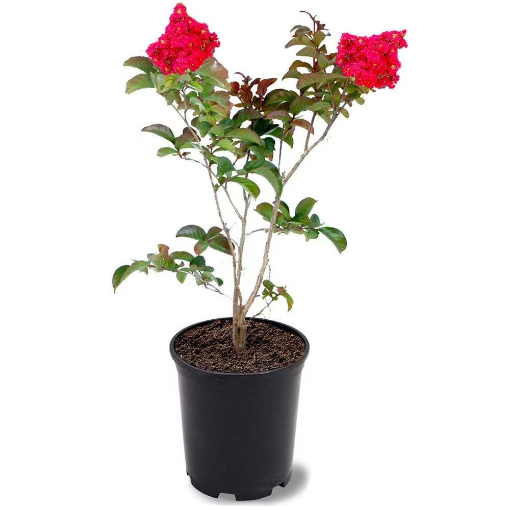Southern Living 12 in. Red Miss Frances Flowering Crape Myrtle Tree in 2.84 Liter Nursery Pot - Full Sun Live Outdoor Plant
