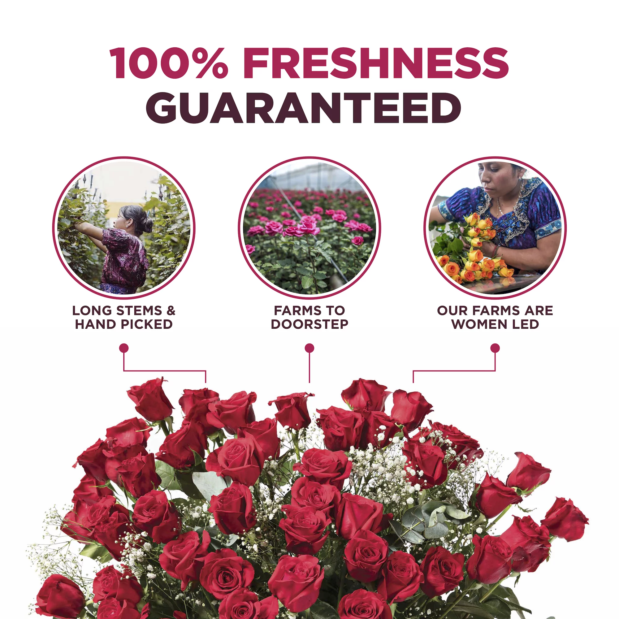 Fresh Flowers Delivery - 4 Dozen Roses for Delivery, Farmhouse Flowers for Delivery - Assorted Fresh Cut Long Stem Roses Bouquet of Flowers Birthday Gifts for Women - Aquarossa Farms