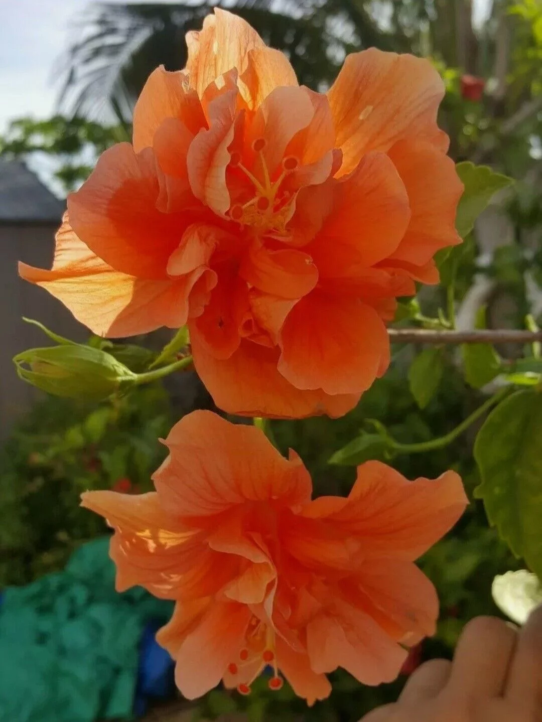 TROPICAL DOUBLE ORANGE HIBISCUS WELL ROOTED 3 TO 5 INCHES LIVE PLANT