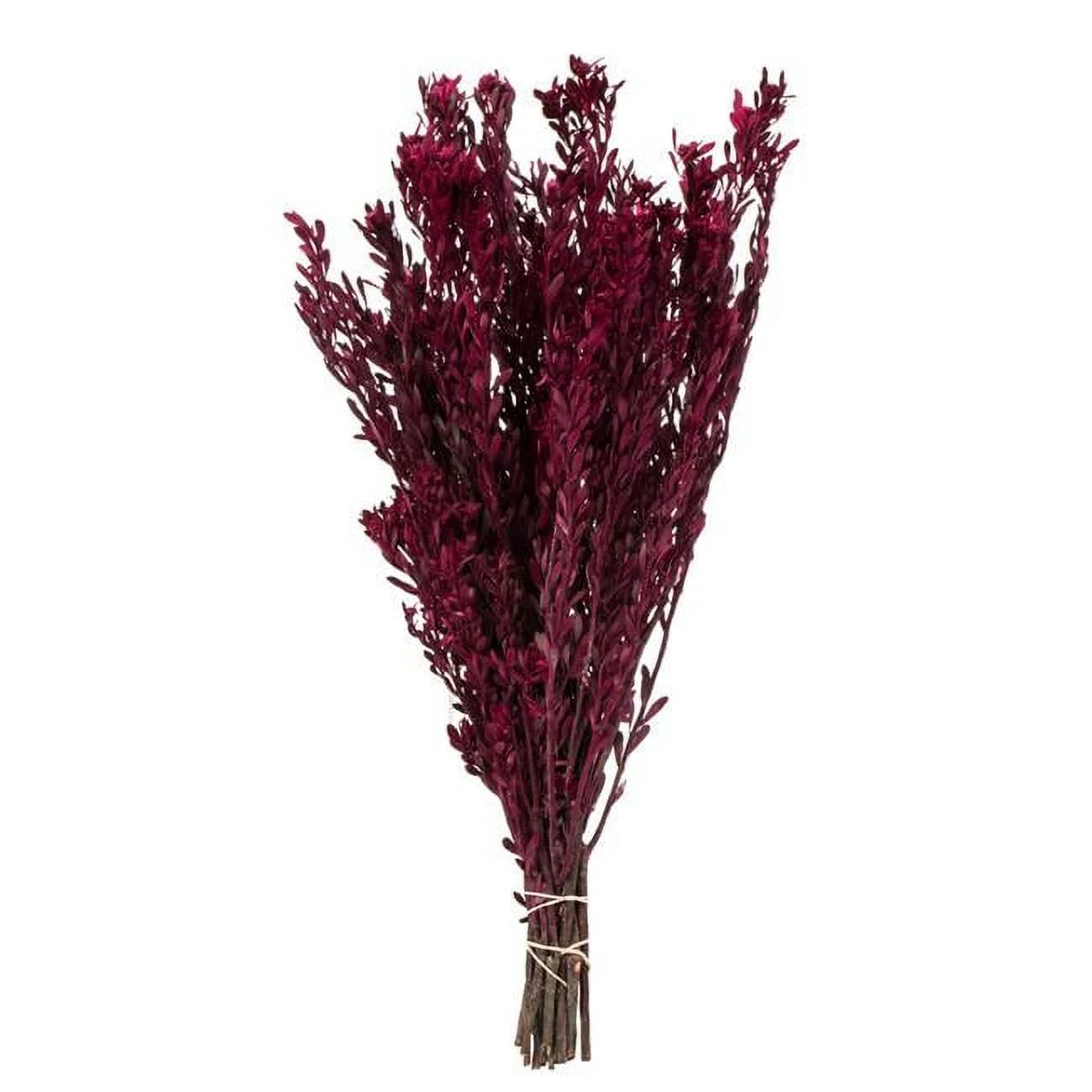 18-20 in. Merlot Pubescens - 5 oz Bundle
