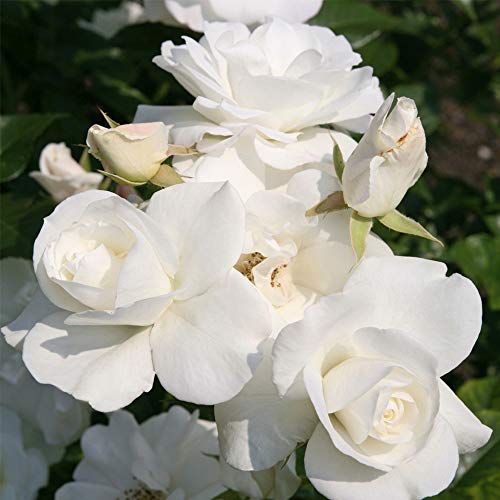 Heirloom Roses Climbing Rose Plant - CL Iceberg White Rose Bush, Climber Roses for Planting Outdoors