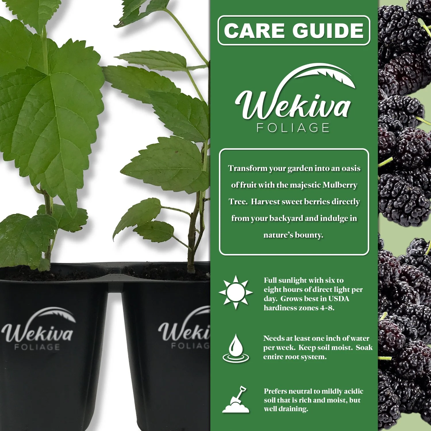 Dwarf Everbearing Mulberry Tree - 3 Live Tissue Culture Starter Plants - Edible Fruit Tree for The Patio and Garden
