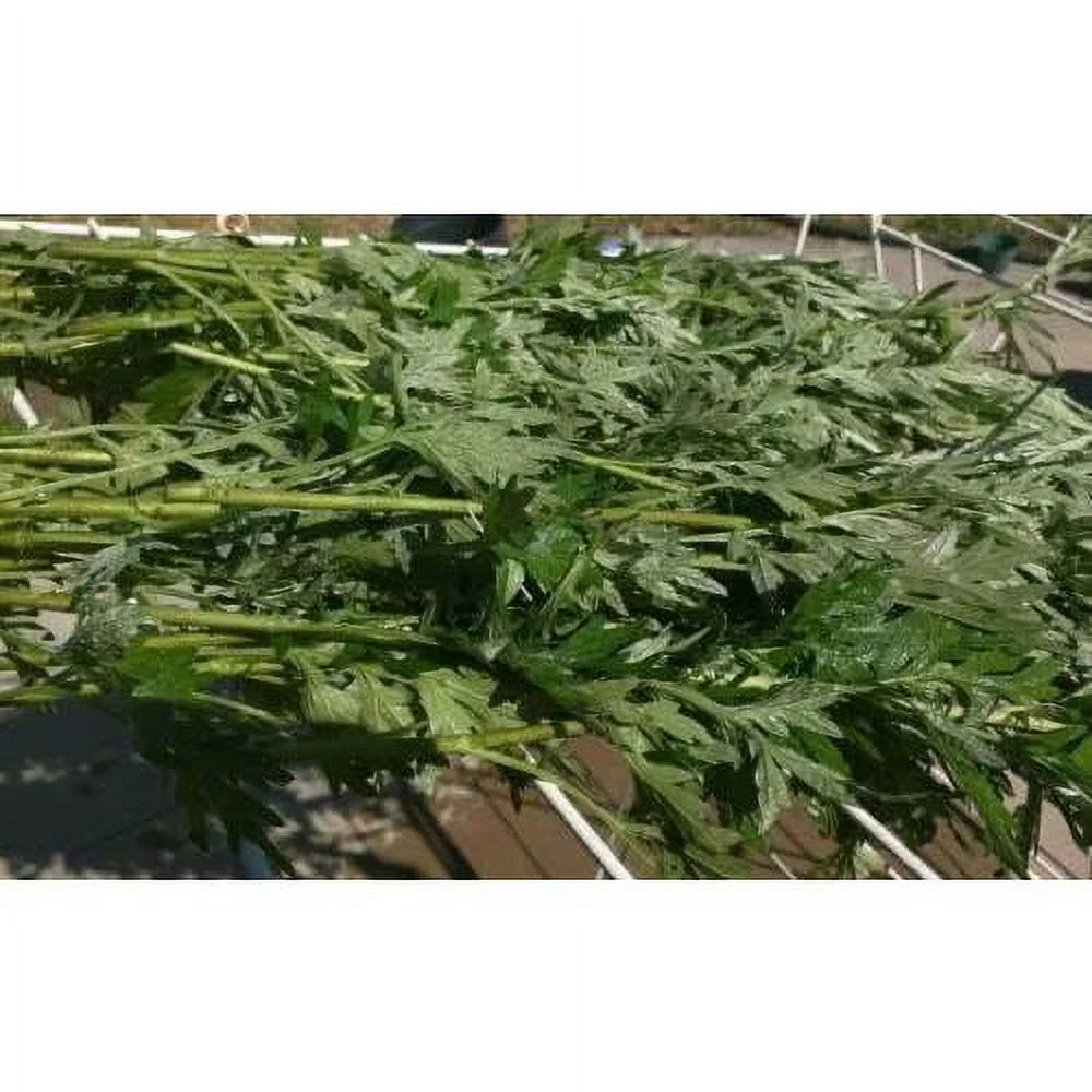6 Dried 14” Long Branches With Leaves Organic Mugwort Herb Wicca Artemisia Vulga