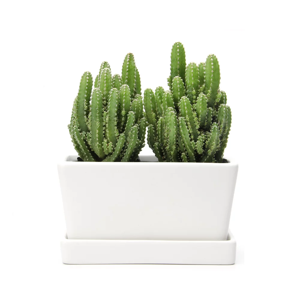 KRALIX Succulent Planter Ceramic Containers, Cactus Planters, Flower Pots with Drainage Hole and Tray, White Rectangular Planter