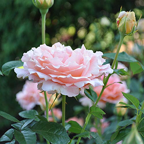 Heirloom Roses Rose Plant - Polka® Apricot Colored Rose Bush, Climbing Roses Live Plant for Planting Outdoors