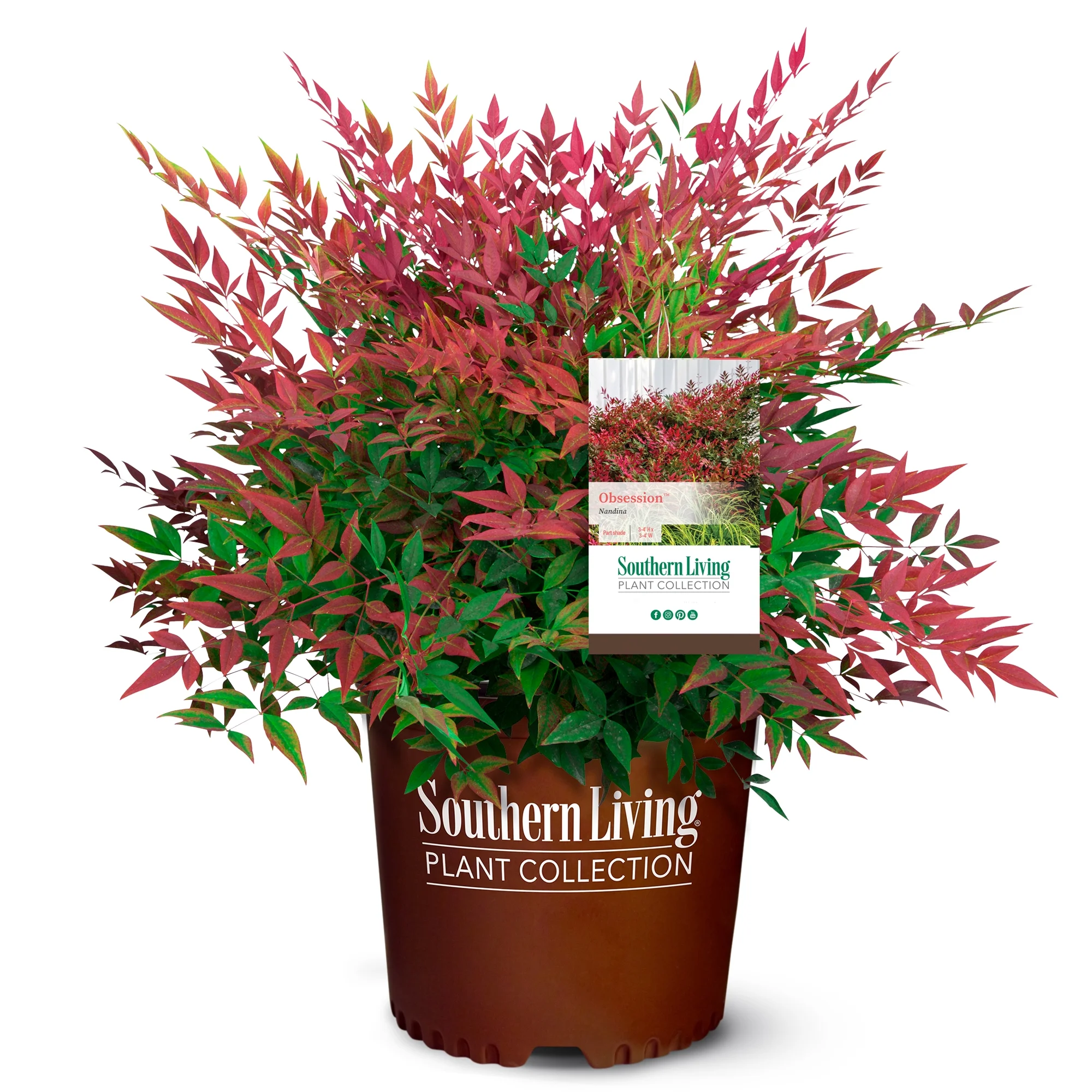 Southern Living Plant Collection Nandina Obsession Live Shrub (2 Gallon)