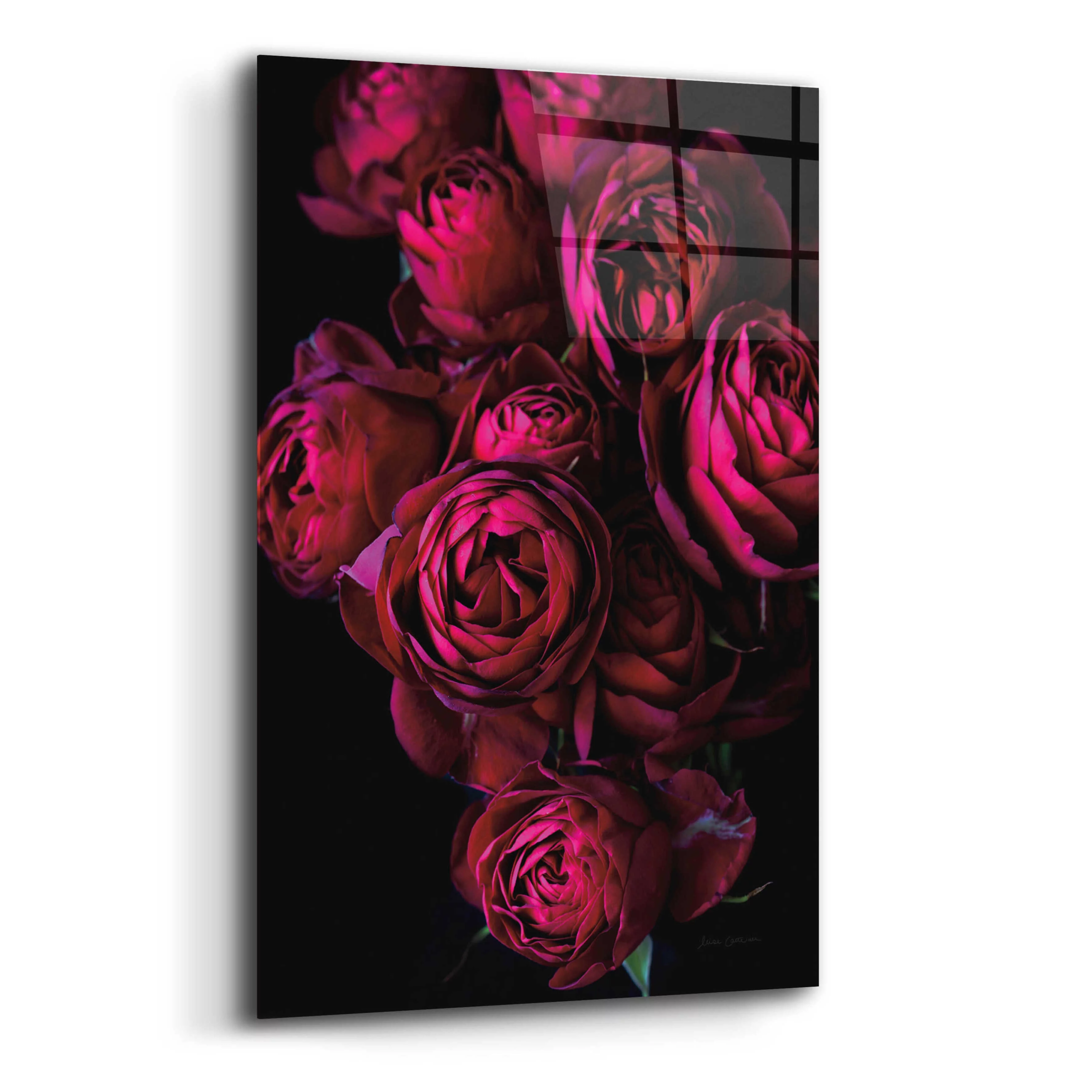 Epic Art 'Cabbage Roses' by Elise Catterall, Acrylic Glass Wall Art, 12