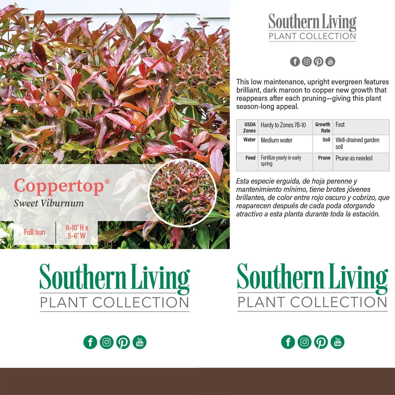 Southern Living Plant Collection Viburnum Copper Top Live Shrub (2 Gallon)