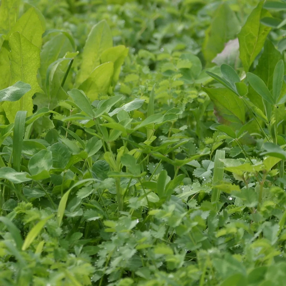 Whitetail Institute Imperial Extreme Perennial Deer Food Plot Seed, 5.6 Pounds