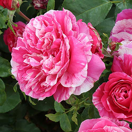 Heirloom Roses Nearly Thornless Rose Plant - Raspberry Cream Twirl™ Pink and White Rose Bush, Climbing Roses Live Plant for Planting Outdoors